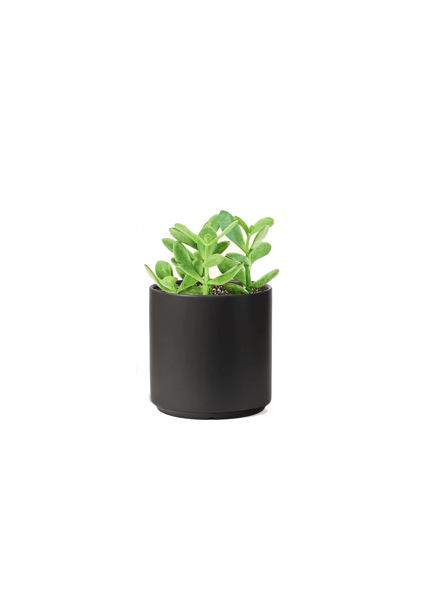 Black Custom Rooted Jade Plant - Corporate Gifts