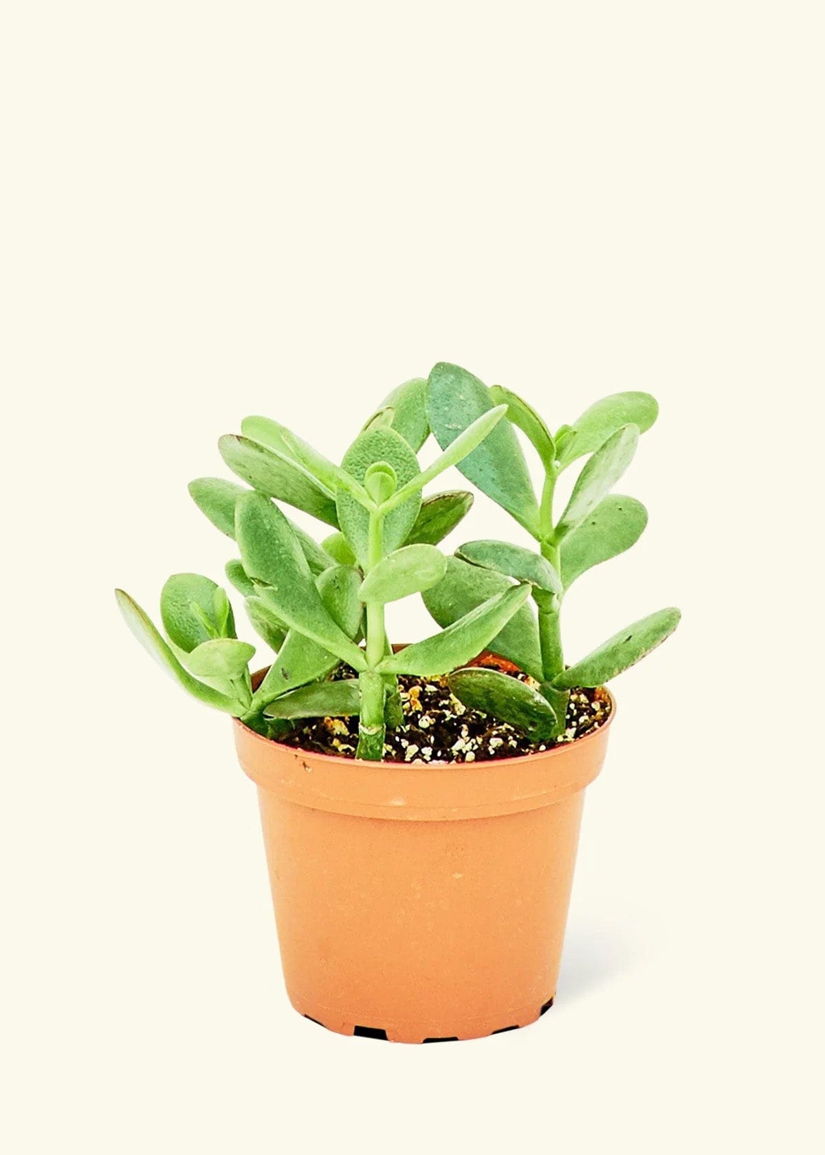 Custom Rooted Jade Plant - Corporate Gifts