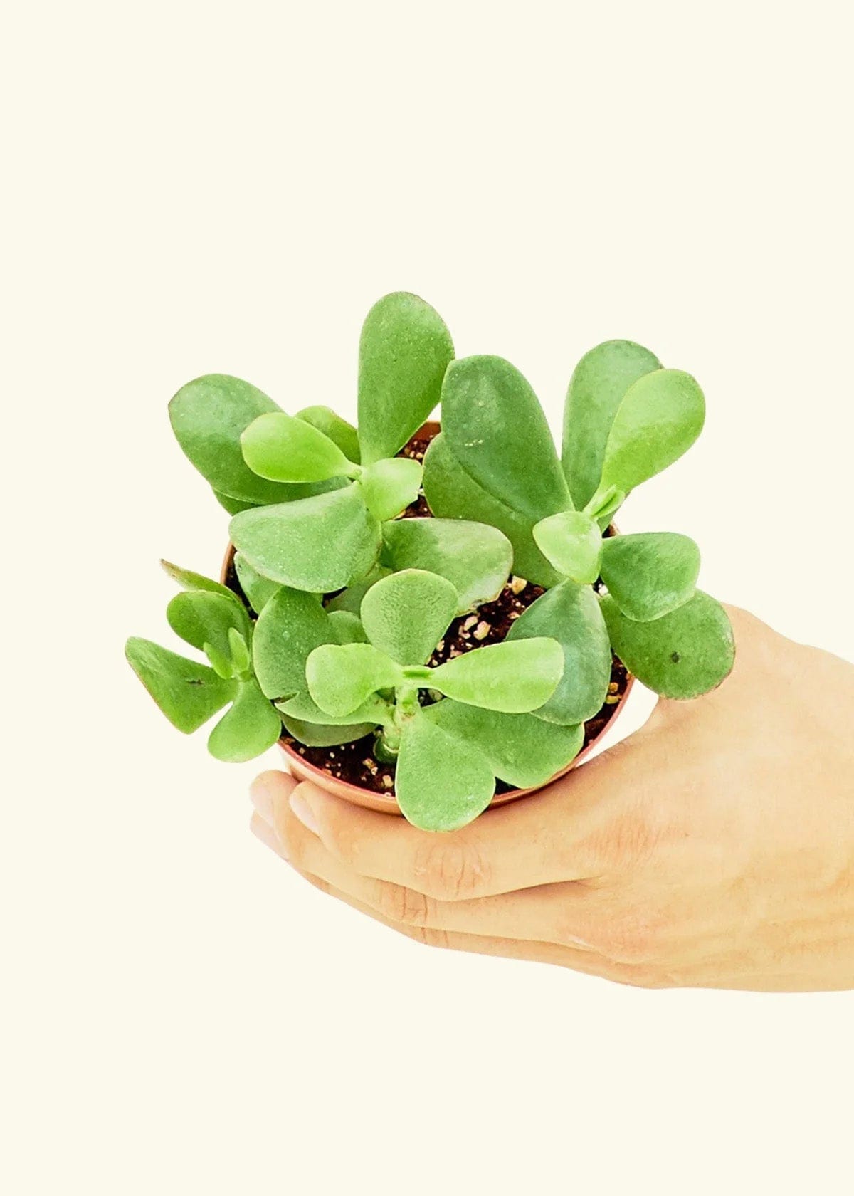 Custom Rooted Jade Plant - Corporate Gifts