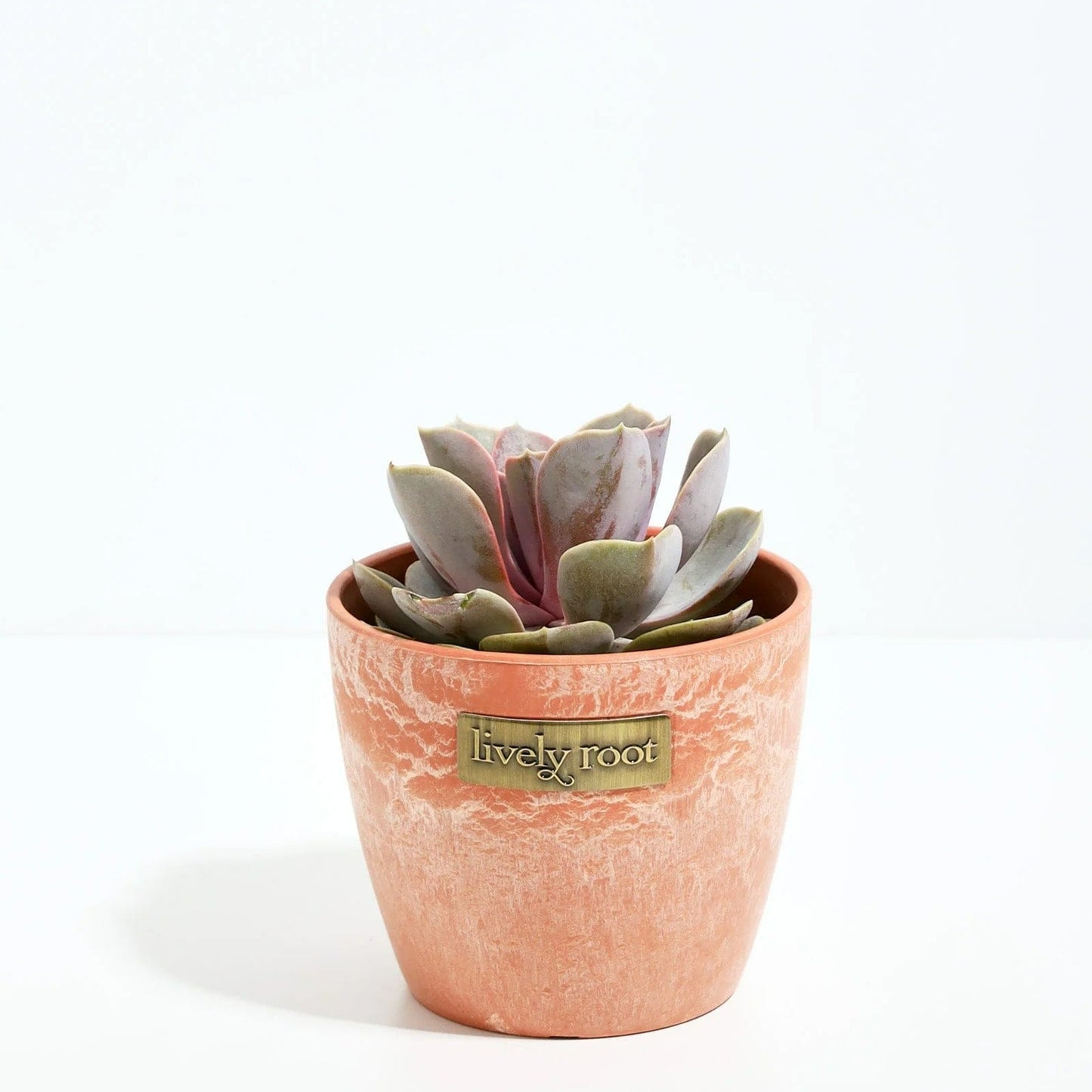 Chai Custom Lively Root Echeveria Rose Succulent Plant Kit - Corporate Gifts